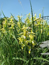 Касатик солелюбивый 002